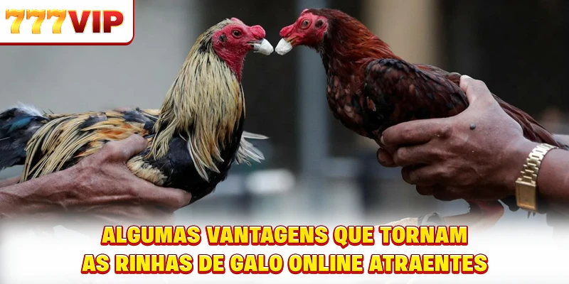 Aprenda as regras cuidadosamente antes de participar de rinhas de galo online Aprenda as regras cuidadosamente antes de participar de rinhas de galo online