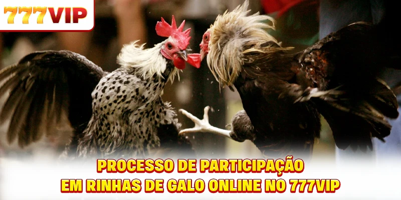 Processo de participação em rinhas de galo online no 777VIP Processo de participação em rinhas de galo online no 777VIP